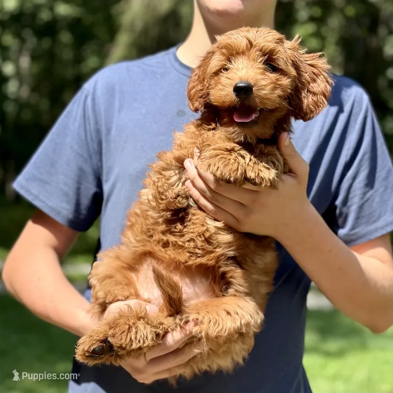 Minnie - F1b mini girl – Goldendoodle, Miniature Goldendoodle puppy for sale in Nashville, TN