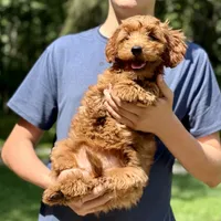 Minnie - F1b mini girl, a female Goldendoodle and Miniature Goldendoodle for sale in Nashville, TN – 1 of 2