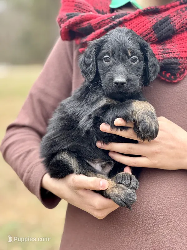 Peter F1 - Training Started