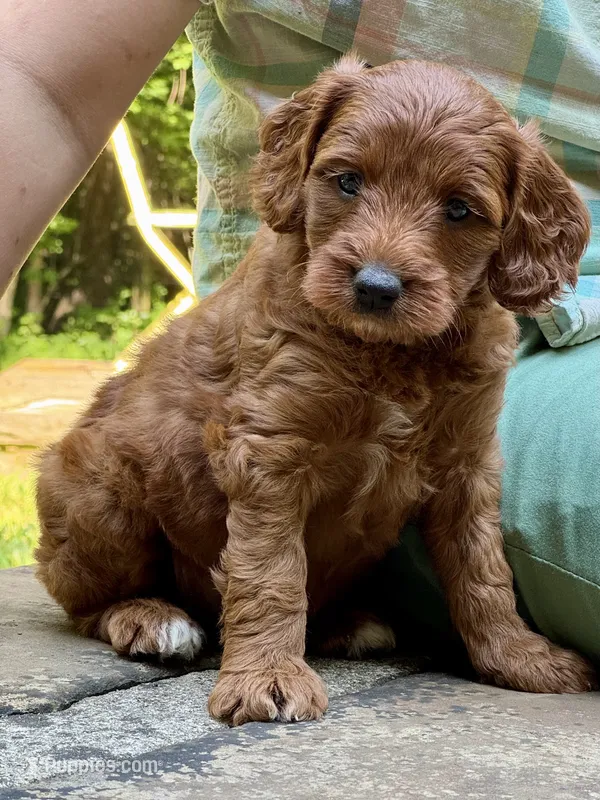 Lady - F1b mini girl – Goldendoodle, Miniature Goldendoodle puppy for sale in Nashville, TN