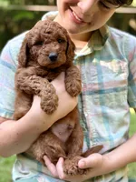 Mickey - F1b mini boy, a male Goldendoodle and Miniature Goldendoodle for sale in Nashville, TN – 3 of 4