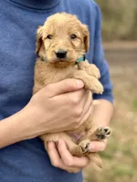 Bullseye F1 Standard Male, a male Goldendoodle for sale in Knoxville, TN – Photo 3 of 5