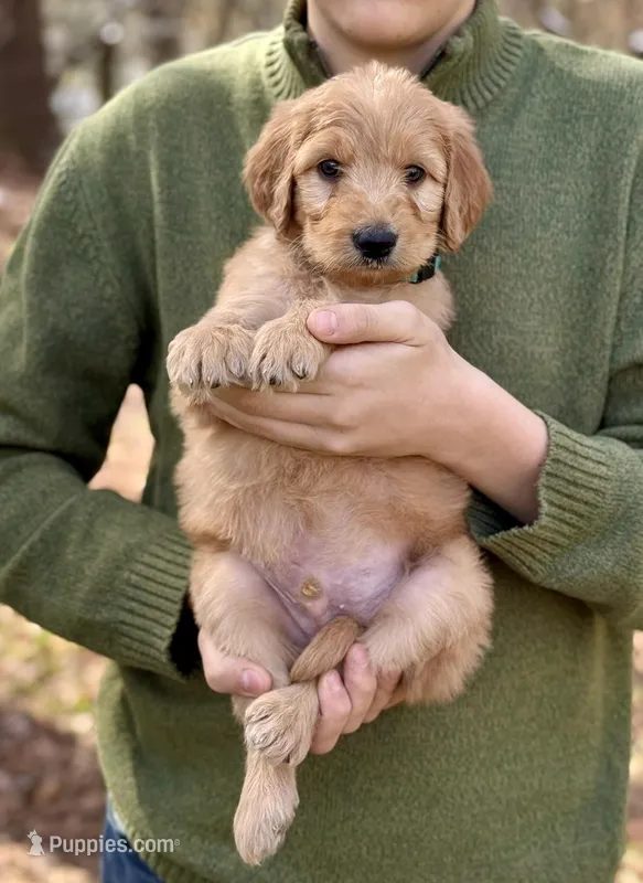 Bullseye F1 Standard Male – Goldendoodle puppy for sale in Atlanta, GA