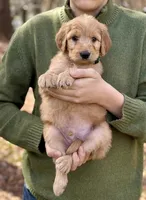Bullseye F1 Standard Male, a male Goldendoodle for sale in Atlanta, GA – Photo 1 of 2
