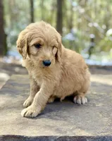Bullseye F1 Standard Male, a male Goldendoodle for sale in Atlanta, GA – Photo 2 of 2