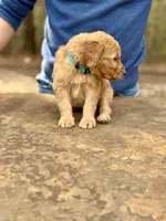Bullseye F1 Standard Male, a male Goldendoodle for sale in Knoxville, TN – Photo 4 of 5