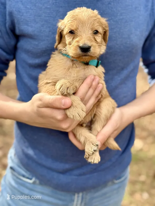 Bullseye F1 Standard Male – Goldendoodle puppy for sale in Knoxville, TN