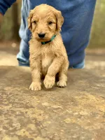 Bullseye F1 Standard Male, a male Goldendoodle for sale in Knoxville, TN – Photo 2 of 5