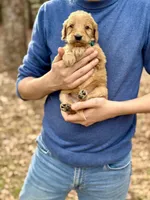 Bullseye F1 Standard Male, a male Goldendoodle for sale in Knoxville, TN – Photo 5 of 5