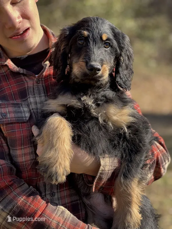 Thor - F1 Goldendoodle Male