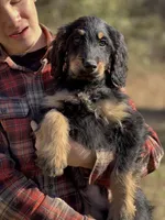 Thor - F1 Goldendoodle Male, a male Goldendoodle for sale in Knoxville, TN – Photo 1 of 5