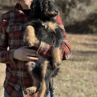 Thor - F1 Goldendoodle Male, a male Goldendoodle for sale in Knoxville, TN – Photo 3 of 5