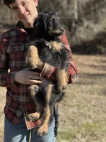 Thor - F1 Goldendoodle Male, a male Goldendoodle for sale in Knoxville, TN – Photo 3 of 5