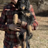 Thor - F1 Goldendoodle Male, a male Goldendoodle for sale in Knoxville, TN – Photo 4 of 5