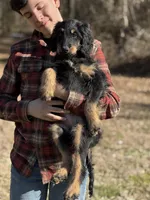 Thor - F1 Goldendoodle Male, a male Goldendoodle for sale in Knoxville, TN – Photo 4 of 5