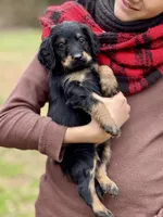 Thor F1 - Training Started, a male Goldendoodle for sale in Knoxville, TN – Photo 2 of 2