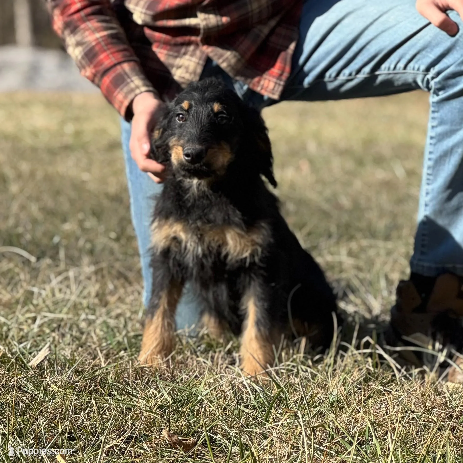 Thor - F1 Goldendoodle Male, a male Goldendoodle for sale in Knoxville, TN – Photo 5 of 5