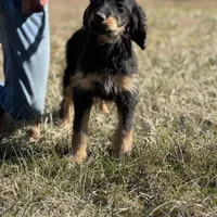 Thor - F1 Goldendoodle Male, a male Goldendoodle for sale in Knoxville, TN – Photo 2 of 5