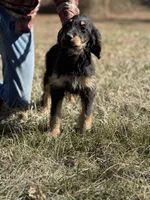 Thor - F1 Goldendoodle Male, a male Goldendoodle for sale in Knoxville, TN – Photo 2 of 5
