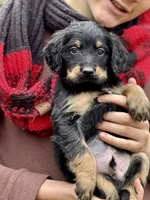 Thor F1 - Training Started, a male Goldendoodle for sale in Knoxville, TN – Photo 1 of 2