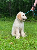 Hero F1 Standard Male - Started Training, a male Goldendoodle for sale in Nashville, TN – 3 of 4