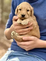 Hamm F1 Standard Male, a male Goldendoodle for sale in Knoxville, TN – Photo 1 of 5