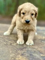 Hamm F1 Standard Male, a male Goldendoodle for sale in Knoxville, TN – Photo 4 of 5