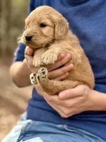 Hamm F1 Standard Male, a male Goldendoodle for sale in Knoxville, TN – Photo 2 of 5