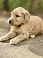 Hamm F1 Standard Male, a male Goldendoodle for sale in Knoxville, TN – Photo 5 of 5