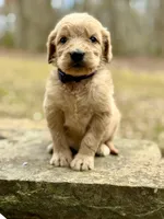 Bo Peep F1 Standard Female, a female Goldendoodle for sale in Knoxville, TN – Photo 4 of 5