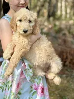 Bo Peep F1 Standard Female - Started Training, a female Goldendoodle for sale in Knoxville, TN – Photo 3 of 3
