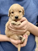 Bo Peep F1 Standard Female, a female Goldendoodle for sale in Knoxville, TN – Photo 5 of 5