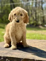 Bo Peep F1 Standard Female - Started Training, a female Goldendoodle for sale in Knoxville, TN – Photo 1 of 3