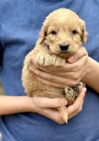 Bo Peep F1 Standard Female, a female Goldendoodle for sale in Knoxville, TN – Photo 1 of 5