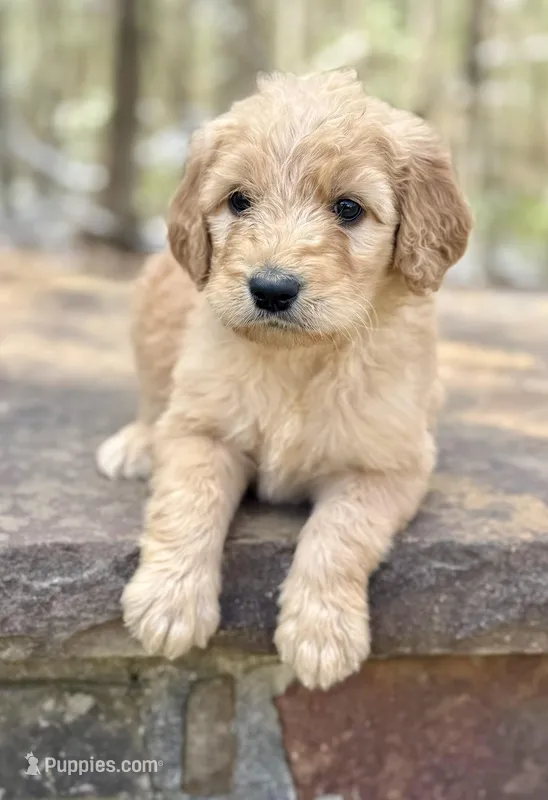 Bo Peep F1 Standard Female – Goldendoodle puppy for sale in Atlanta, GA