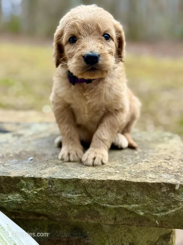 Bo Peep F1 Standard Female – Goldendoodle puppy for sale in Knoxville, TN
