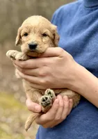 Bo Peep F1 Standard Female, a female Goldendoodle for sale in Knoxville, TN – Photo 3 of 5
