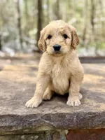 Bo Peep F1 Standard Female, a female Goldendoodle for sale in Atlanta, GA – Photo 2 of 2