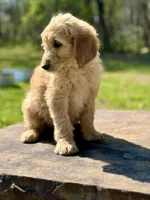 Bo Peep F1 Standard Female - Started Training, a female Goldendoodle for sale in Knoxville, TN – Photo 2 of 3
