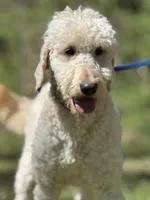 Finn - Medium F1 Stud - Trained, a male Goldendoodle for sale in Atlanta, GA – Photo 4 of 4