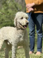 Finn - Medium F1 Stud - Trained, a male Goldendoodle for sale in Atlanta, GA – Photo 3 of 4