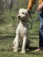 Finn - Medium F1 Stud - Trained, a male Goldendoodle for sale in Atlanta, GA – Photo 2 of 4