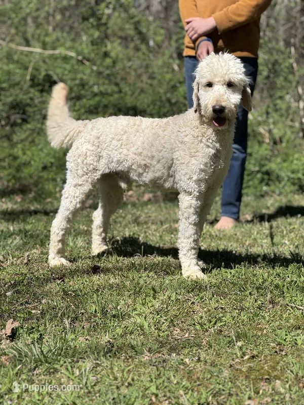 Finn - Medium F1 Stud - Trained, a male Goldendoodle for sale in Atlanta, GA – Photo 1 of 4