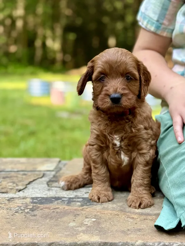Daisy - F1b mini girl – Goldendoodle, Miniature Goldendoodle puppy for sale in Nashville, TN