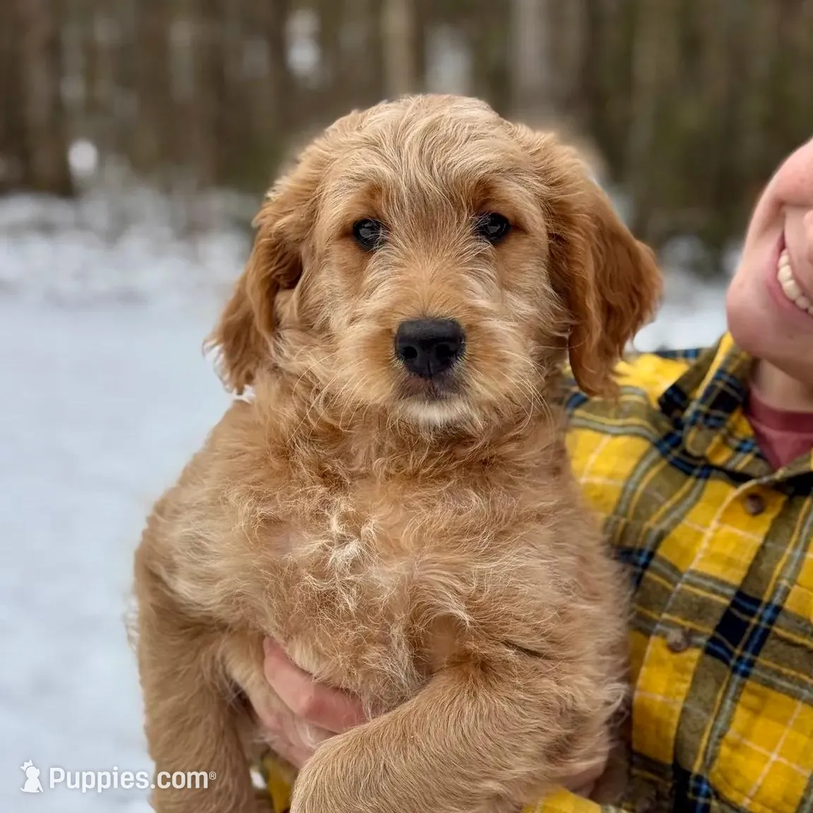 Elsa F1 - started pup – Goldendoodle puppy for sale in Knoxville, TN