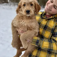 Elsa F1 - started pup, a female Goldendoodle for sale in Knoxville, TN – Photo 1 of 4