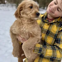 Elsa F1 - started pup, a female Goldendoodle for sale in Knoxville, TN – Photo 3 of 4