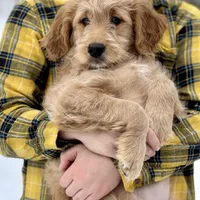 Elsa F1 - started pup, a female Goldendoodle for sale in Knoxville, TN – Photo 4 of 4