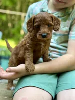Lady - F1b mini girl, a female Goldendoodle and Miniature Goldendoodle for sale in Nashville, TN – 2 of 3