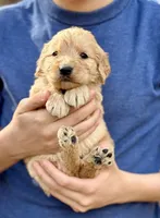 Buzz F1 Standard Male, a male Goldendoodle for sale in Knoxville, TN – Photo 2 of 3